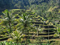Reisterrassen a​uf Bali