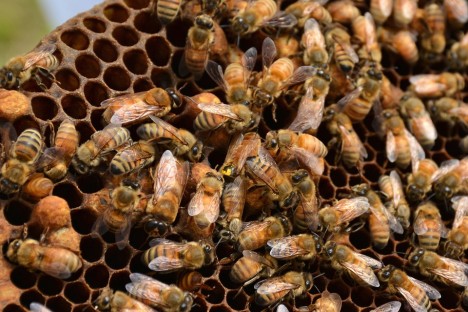 Imkerei: Bienenwabe m​it Bienen