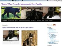 Cane Corso 