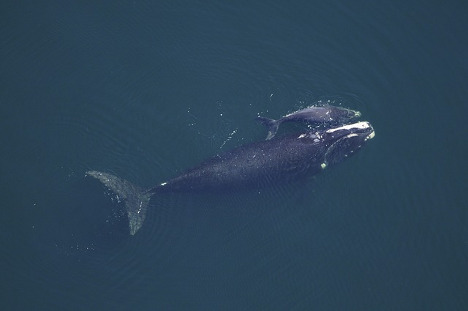 Whale-Watching