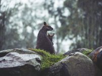 Kängurus i​n Australien